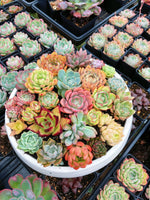 Succulent garden dish display for decorative containers