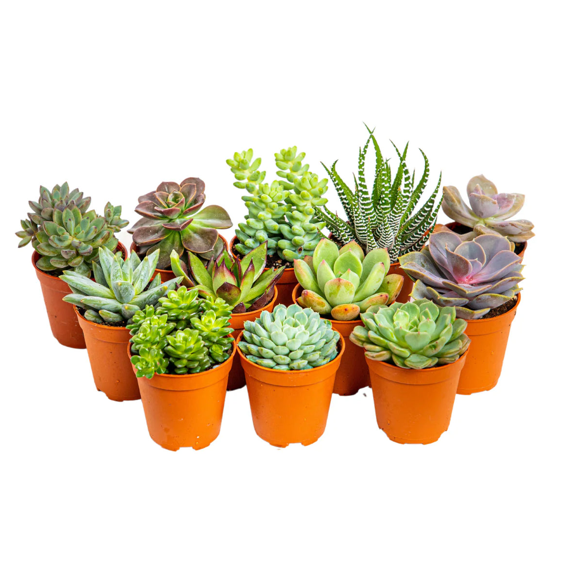 High-quality Succulent Mixed Species flower seeds for indoor pots