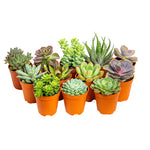 High-quality Succulent Mixed Species flower seeds for indoor pots