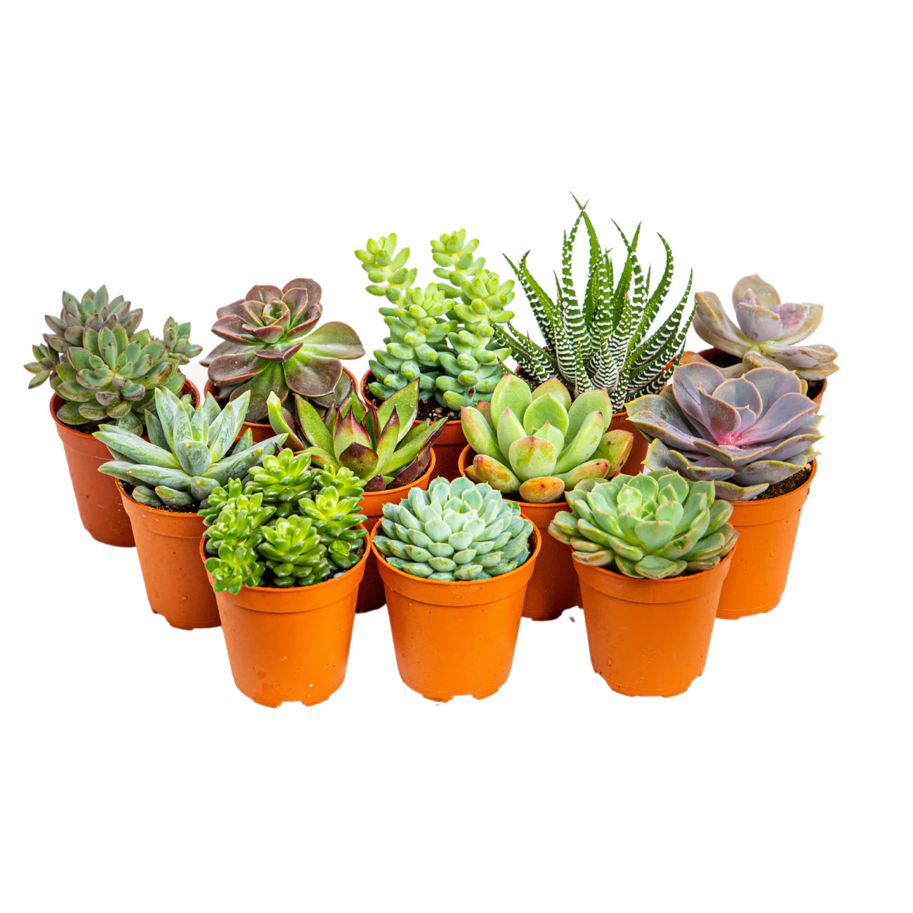 High-quality Succulent Mixed Species flower seeds for indoor pots