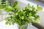 Purslane_leafy greens_plant_kitchen garden_edible
