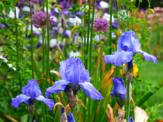 Sugar Blues Tall Bearded Iris