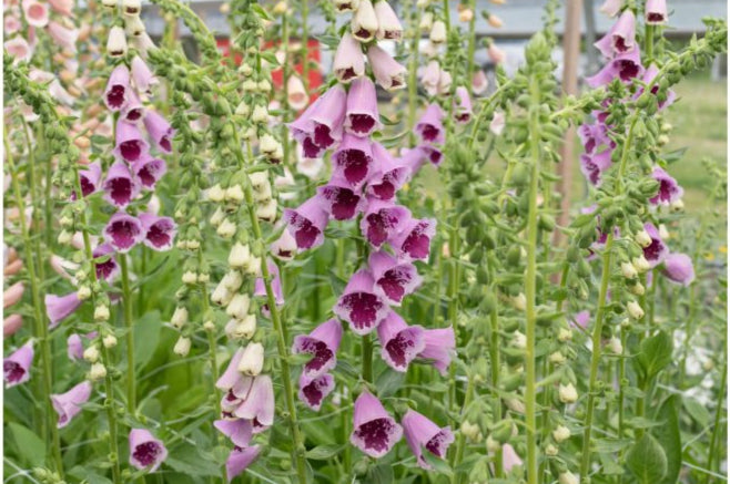 Digitalis Sugar Plum Organic