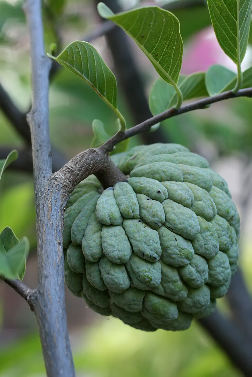 Annona Seeds (Annona spp.) – Exotic Tropical Fruit Trees