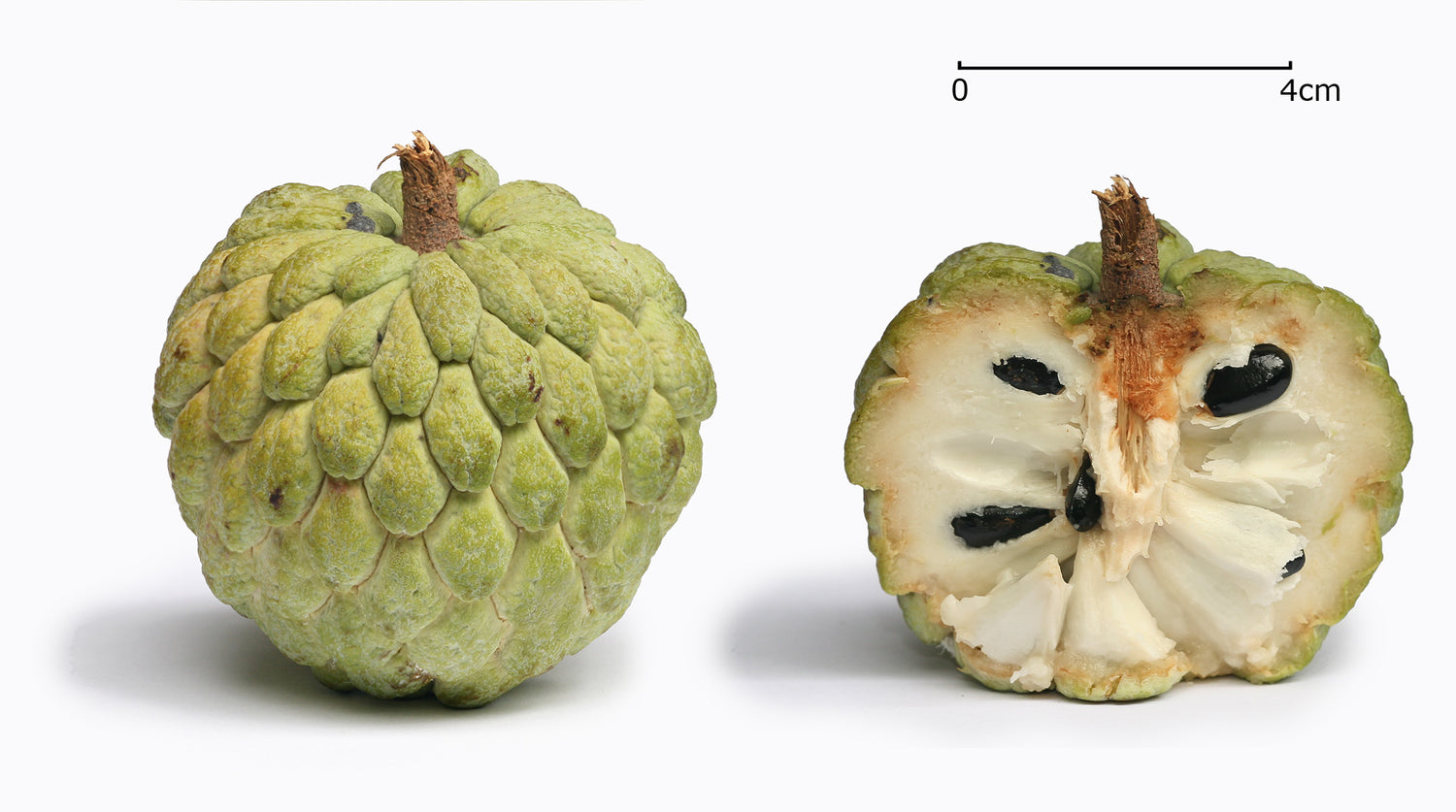 Annona Seeds (Annona spp.) – Exotic Tropical Fruit Trees