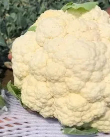 Suitable For Dense Plant Hybrid Cauliflower – Heirloom, Non-GMO, High Germination Organic Garden Seeds