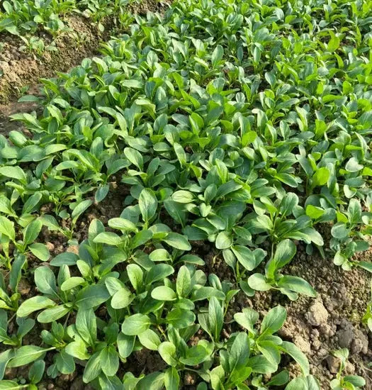 Suitable For Fresh Wide Adaptability Spinach heirloom non-gmo organic garden seeds