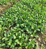 Suitable For Fresh Wide Adaptability Spinach heirloom non-gmo organic garden seeds