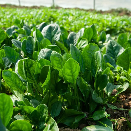Suitable For Fresh Wide Adaptability Spinach – Heirloom, Non-GMO, High Germination Organic Garden Seeds