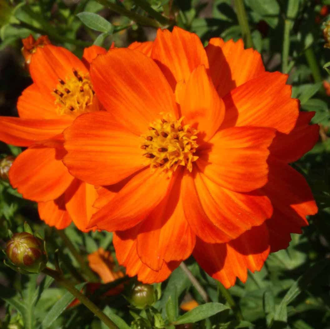 Sulphur Cosmos Seeds - Crest Red