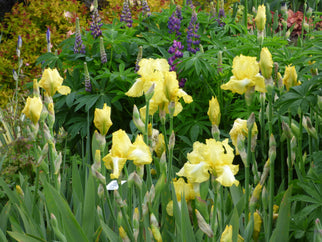 Summer Olympics Tall Bearded Iris