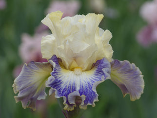 Summerzcool Tall Bearded Iris