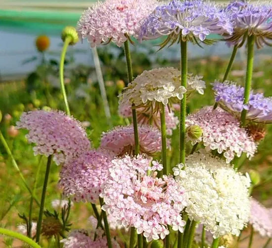 Sun Loving Annul Herb Trachymene Coerulea heirloom non-gmo organic garden seeds