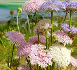 Sun Loving Annul Herb Trachymene Coerulea heirloom non-gmo organic garden seeds