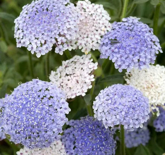 Sun Loving Annul Herb Trachymene Coerulea – Heirloom, Non-GMO, High Germination Organic Garden Seeds