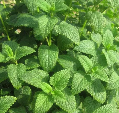 Sun Loving Aromatic Flower , Melissa Officinalis Flower For Sowing – Heirloom, Non-GMO, High Germination Organic Garden Seeds