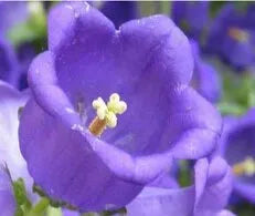 Sun Loving, Campanula, Hygrophilous, Low Maintenance Perennial Varieties Of Perennial Root heirloom non-gmo organic garden seeds