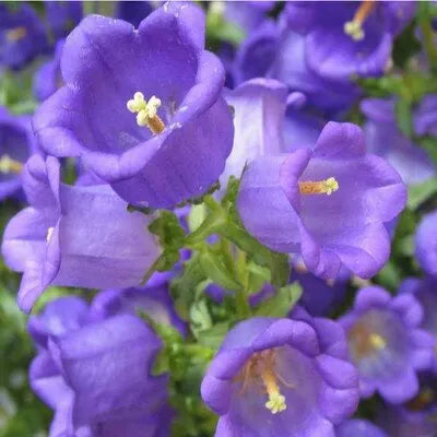 Sun Loving, Campanula, Hygrophilous, Low Maintenance Perennial Varieties Of Perennial Root – Heirloom, Non-GMO, High Germination Organic Garden Seeds