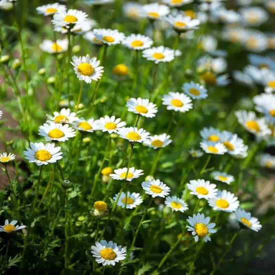 Sun Loving, Cold Resistant, Open Planting, High Quality Variety Annual Herb Flower C. Paludosum – Heirloom, Non-GMO, High Germination Organic Garden Seeds