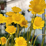 Sun Loving, Cold Resistant, Planting Ornamental, Decorative Flower C. Paludosum heirloom non-gmo organic garden seeds