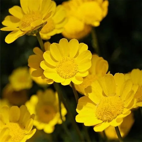 Sun Loving, Cold Resistant, Planting Ornamental, Decorative Flower C. Paludosum – Heirloom, Non-GMO, High Germination Organic Garden Seeds