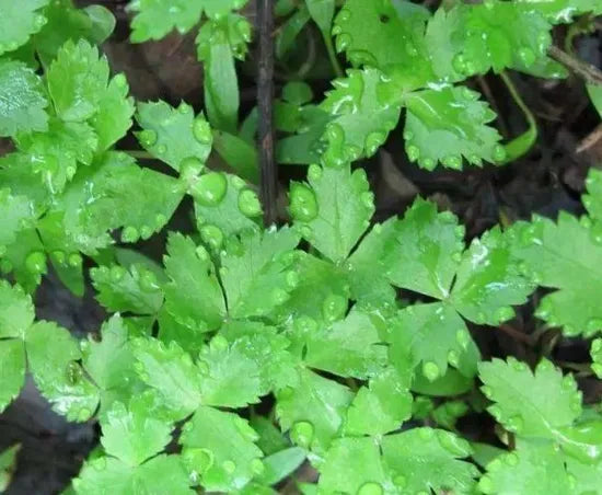 Sun Loving Anther Edible Dual Purpose Crypotoaenia Japonica heirloom non-gmo organic garden seeds