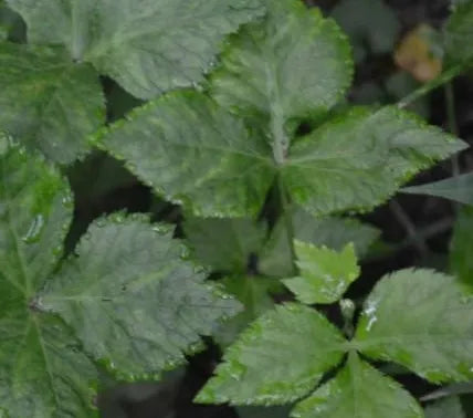 Sun Loving Anther Edible Dual Purpose Crypotoaenia Japonica – Heirloom, Non-GMO, High Germination Organic Garden Seeds