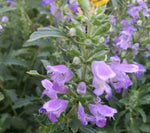 Sun Loving , Anther Edible Dual Purpose Dragonhead heirloom non-gmo organic garden seeds