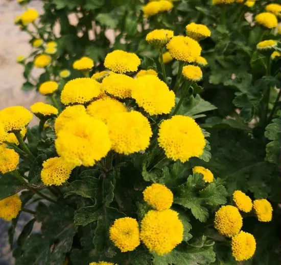 Sun Loving Anther Edible Dual Purpose , Button Chamomile heirloom non-gmo organic garden seeds