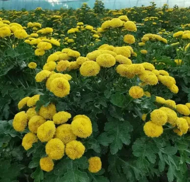 Sun Loving Anther Edible Dual Purpose , Button Chamomile – Heirloom, Non-GMO, High Germination Organic Garden Seeds