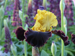 Sun Devil Tall Bearded Iris