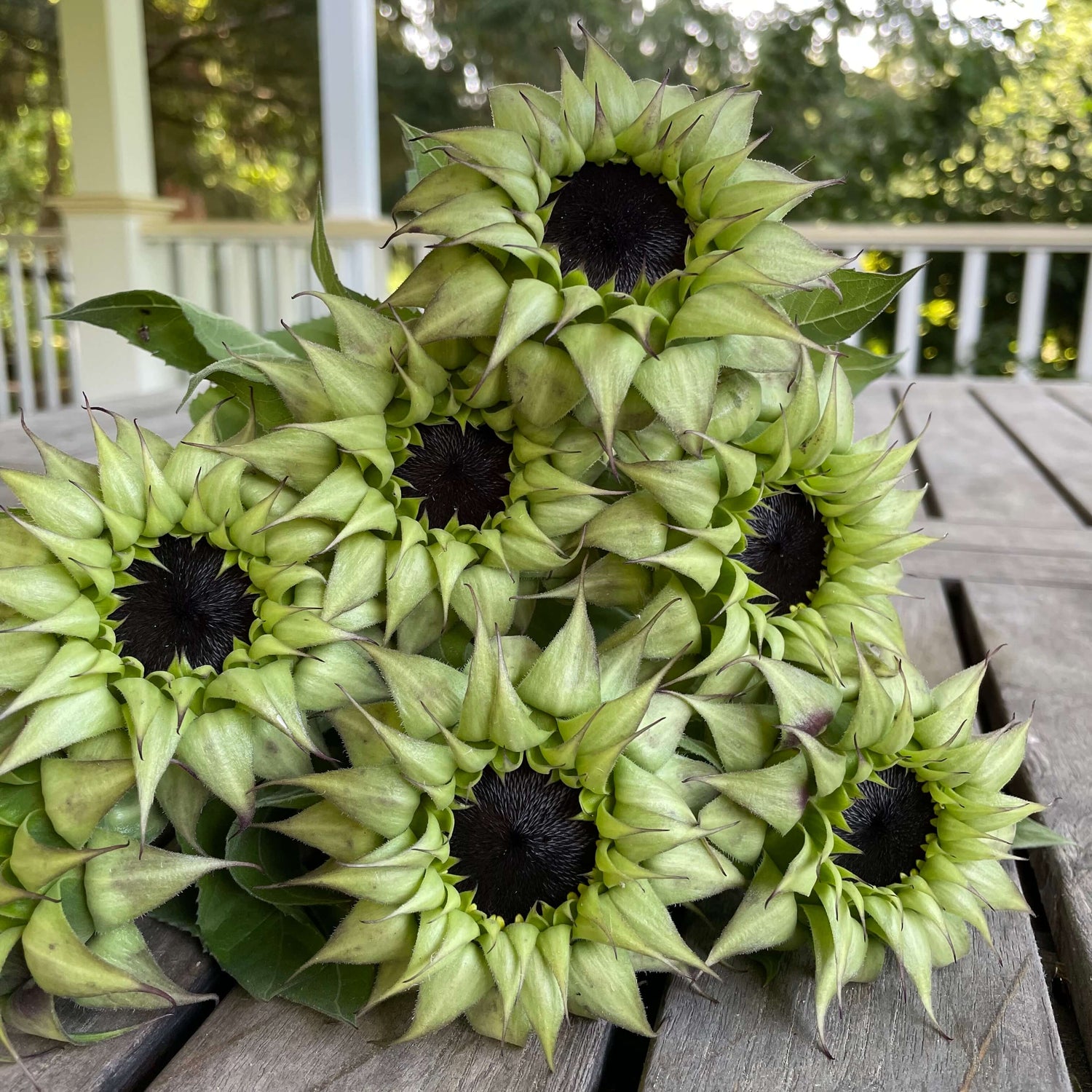 Purple Sunflower Seeds