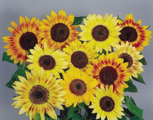 Sunflower Music Box Imported heirloom non-gmo garden seeds