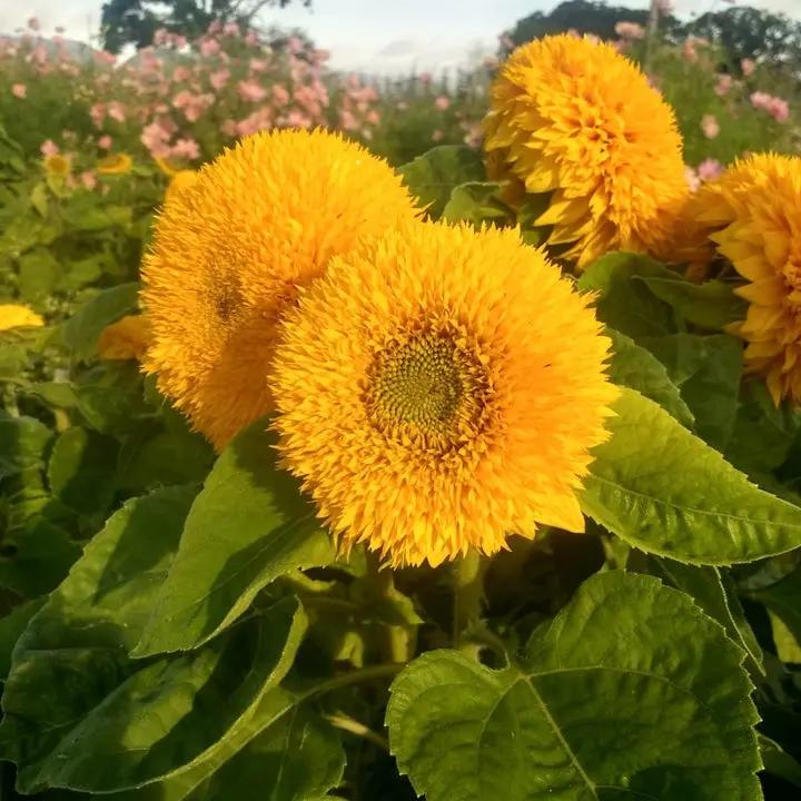 Yellow Teddy Sunflower Seeds for Planting – Compact, Fluffy Blooms for Gardens & Pots Dhara Seeds