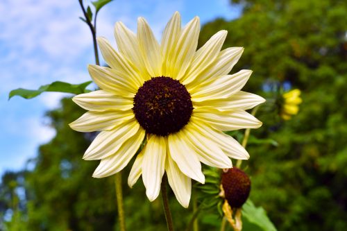 Sunflower Vanilla Ice Imported heirloom non-gmo garden seeds
