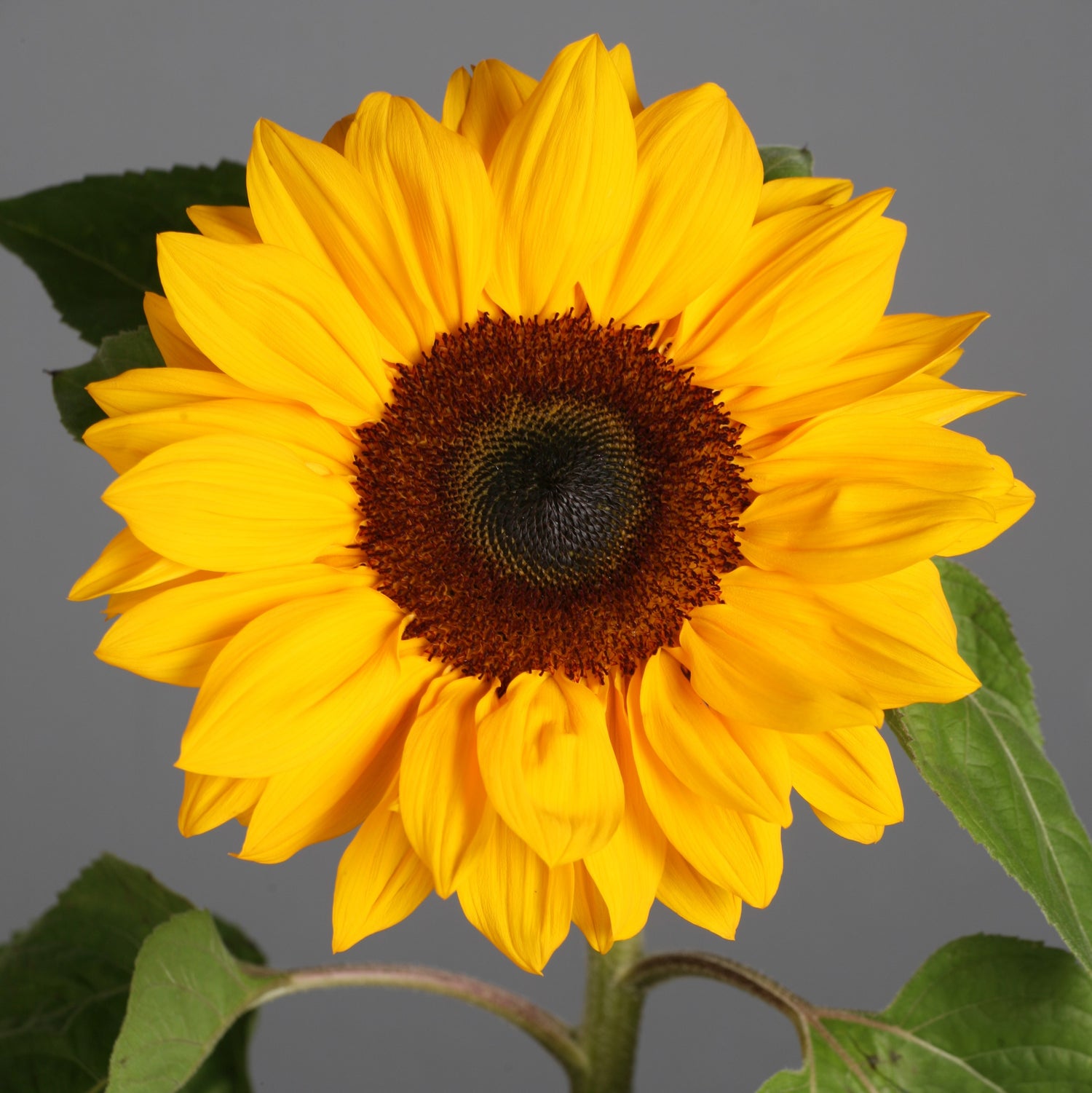 Sunflower Flowers