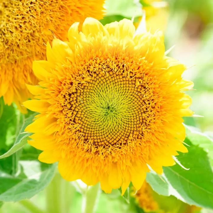 Yellow Teddy Sunflower Seeds for Planting – Compact, Fluffy Blooms for Gardens & Pots Dhara Seeds