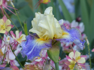 Sunny Glitter Tall Bearded Iris Seeds