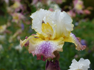 Sunrise Splendor Tall Bearded Iris