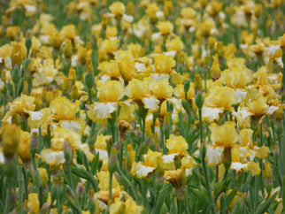 Sunrise Elegy Tall Bearded Iris