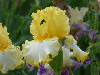 Sunshine State Tall Bearded Iris