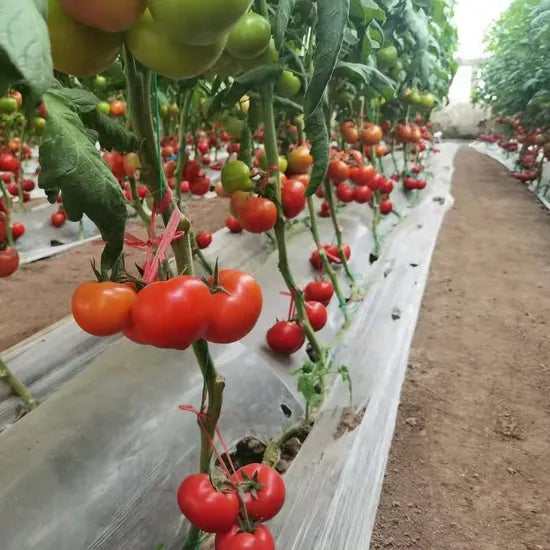 Superior High Yield Disease Resistant Tomato heirloom non-gmo organic garden seeds