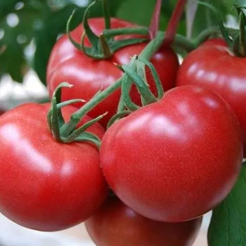 Superior High Yield Tomato – Heirloom, Non-GMO, High Germination Organic Garden Seeds