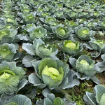 Superior Quality Cabbage For Early Harvest And Durability heirloom non-gmo organic garden seeds