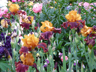 Supreme Sultan Tall Bearded Iris