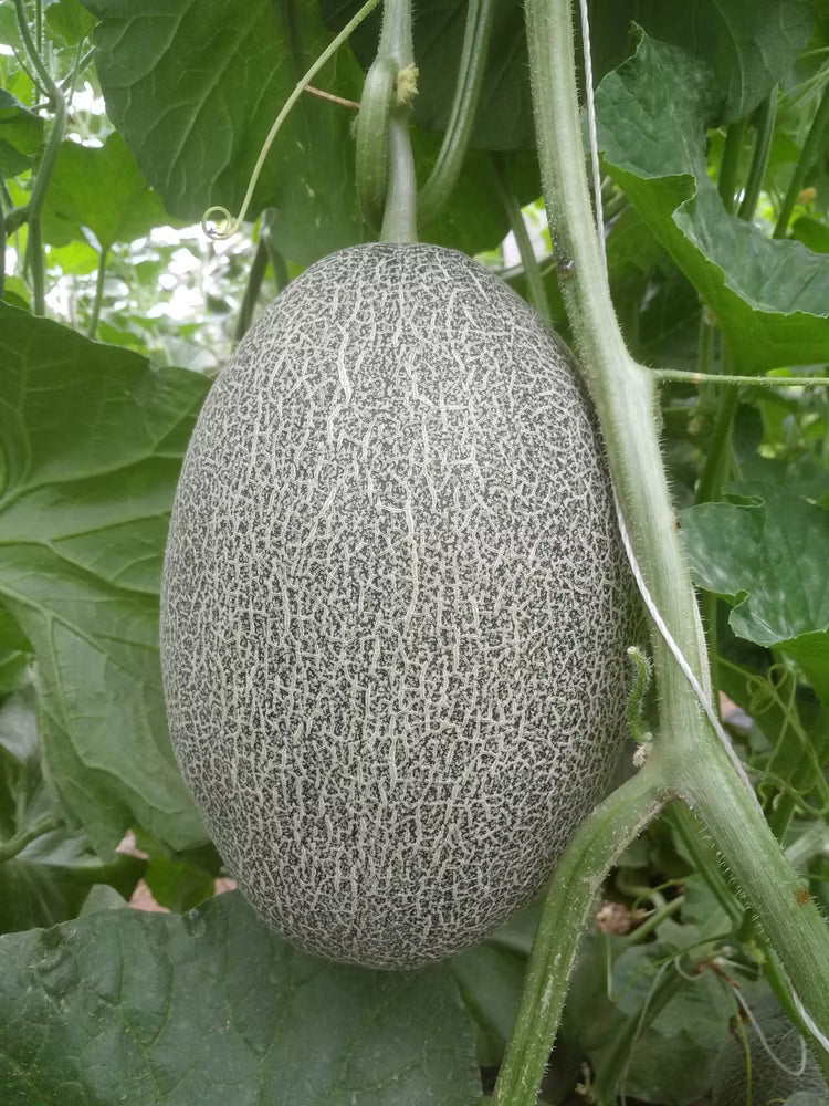 Melon Seeds Mix – Heirloom, Non-GMO, High Germination Organic Garden Seeds