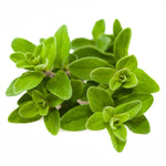 Sweet Marjoram seeds, Origanum majorana culinary herb for cooking