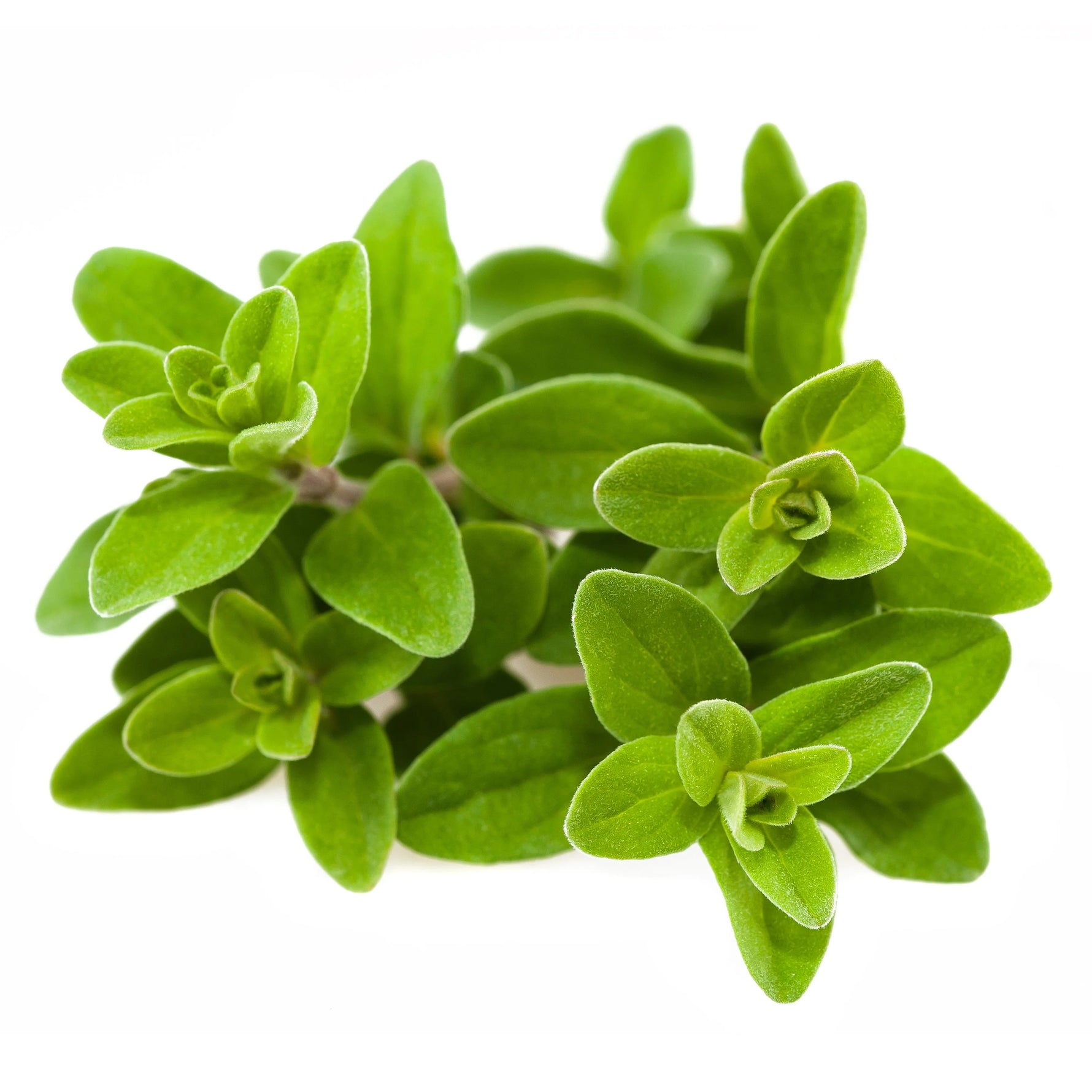 Sweet Marjoram seeds, Origanum majorana culinary herb for cooking