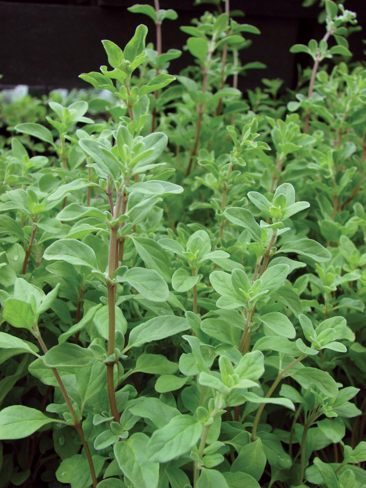 Sweet Marjoram seeds planting guide, best time to harvest for drying