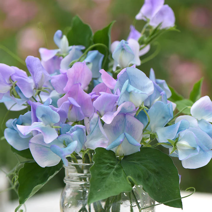 Sweet Pea 'Turquoise Lagoon' Flower Seeds for Planting – Fragrant Heirloom & Non-GMO Garden Seeds for Planting
